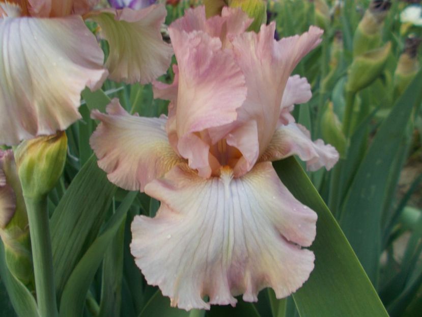  - Irisi-2018 Barbata Elatior si Intermedia