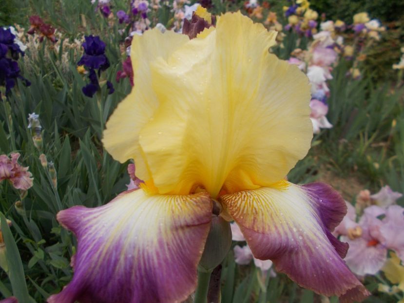 LIGHTSHINE - Irisi-2018 Barbata Elatior si Intermedia