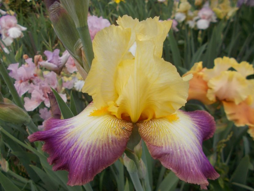  - Irisi-2018 Barbata Elatior si Intermedia