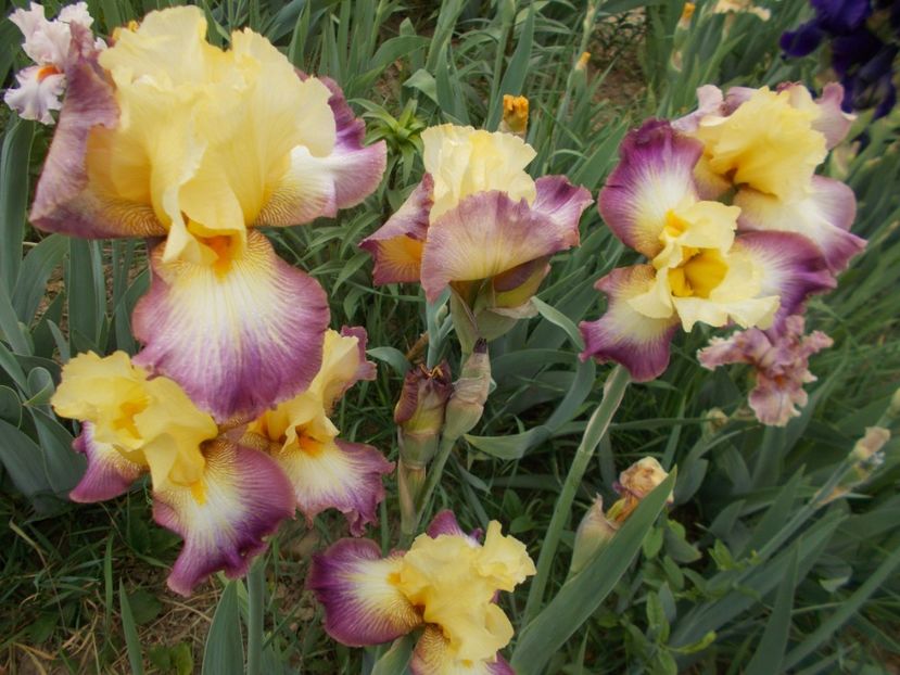  - Irisi-2018 Barbata Elatior si Intermedia