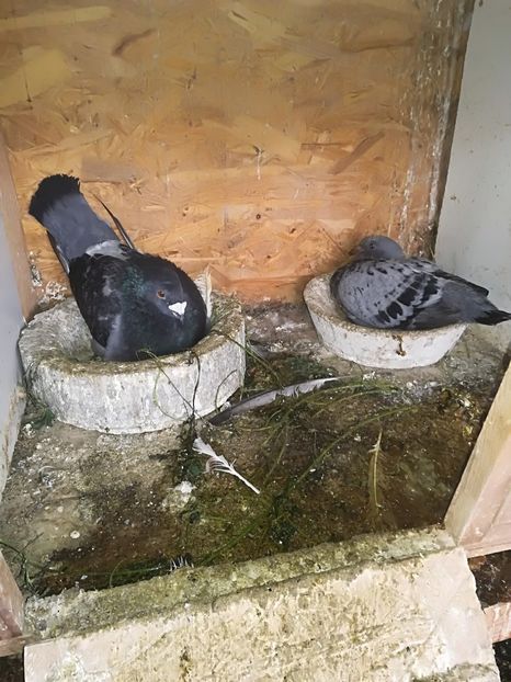  - Voiajori standard 2018