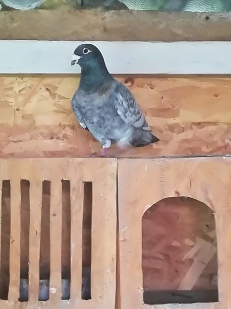 Mascul - Voiajori standard 2018