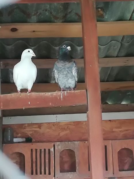  - Voiajori standard 2018