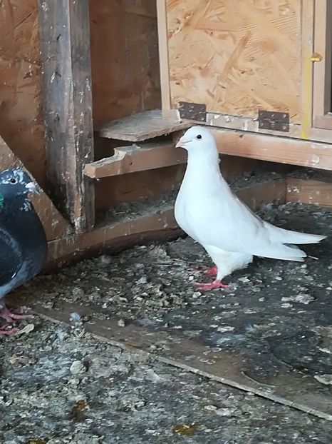  - Voiajori standard 2018