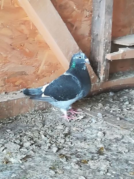  - Voiajori standard 2018