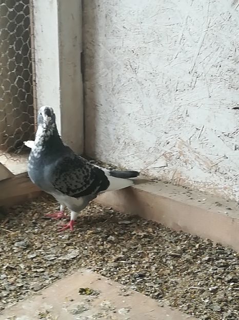  - Voiajori standard 2018