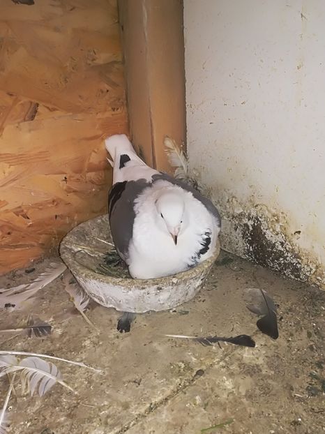  - Voiajori standard 2018