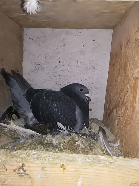  - Voiajori standard 2018