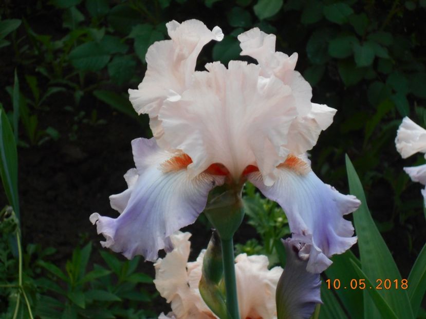 Celebration Song - 3Irisi 2018