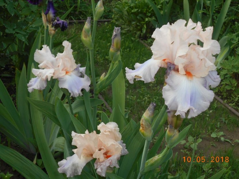 celebration song - 3Irisi 2018