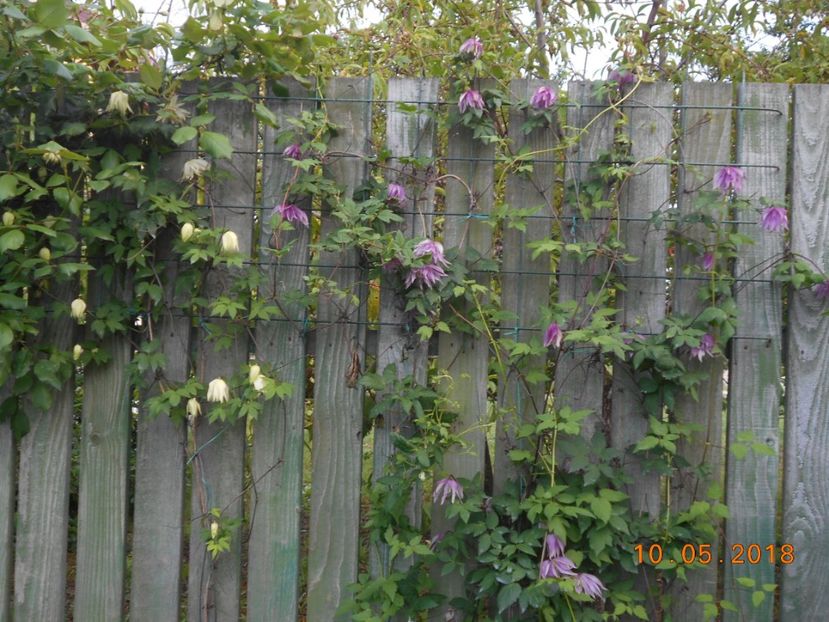  - 3Clematite2018