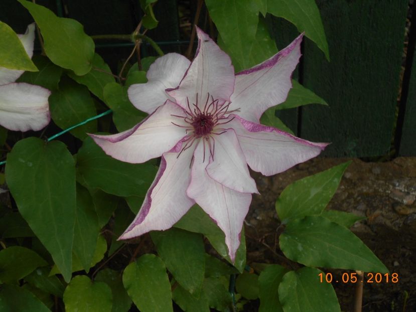  - 3Clematite2018