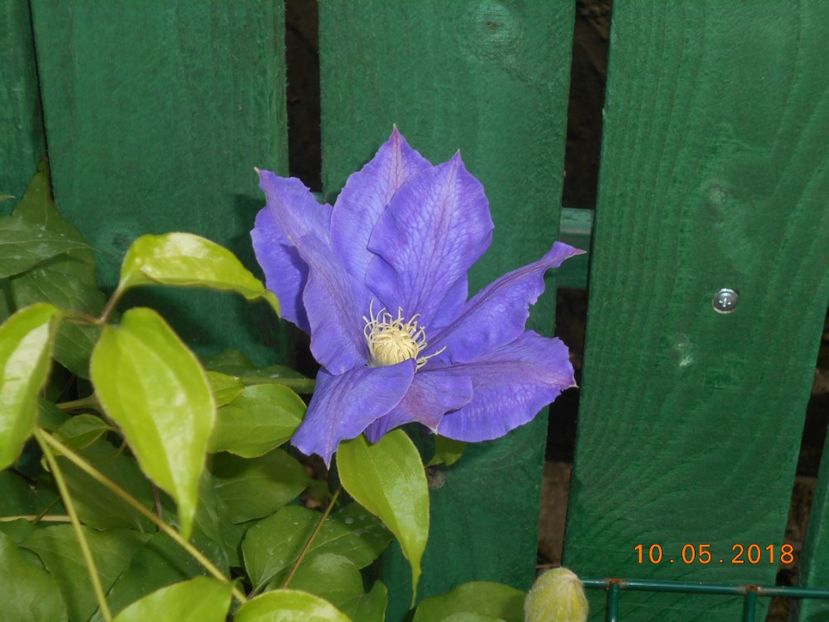  - 3Clematite2018
