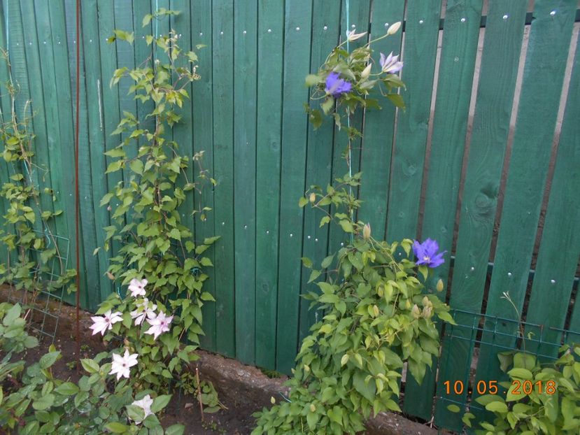  - 3Clematite2018