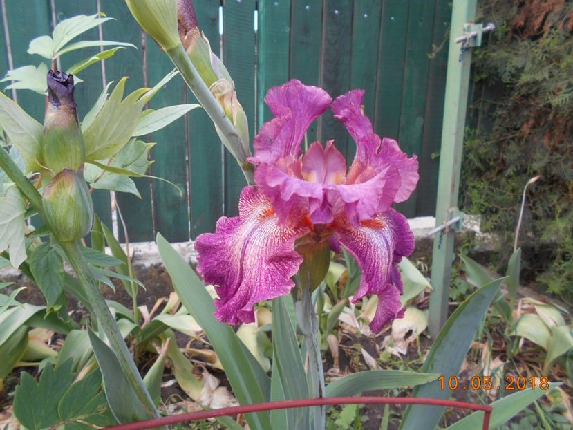 indiscret - 3Irisi 2018