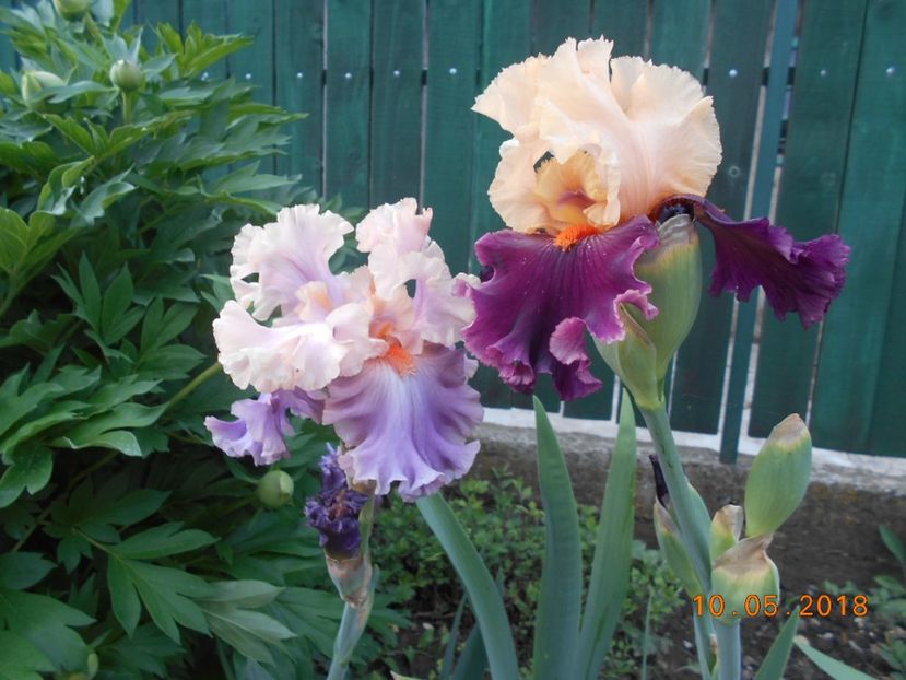 Photogenic si Ocelot - 3Irisi 2018