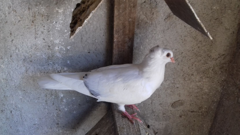  - 2018 jucatori de Amara