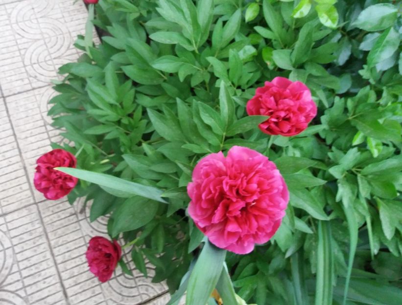 bujori adusi de la tara :)) - 2018 plantele mele