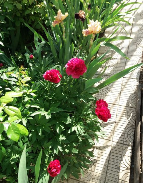  - 2018 plantele mele