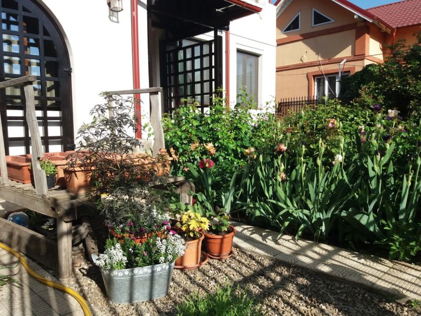  - 2018 plantele mele