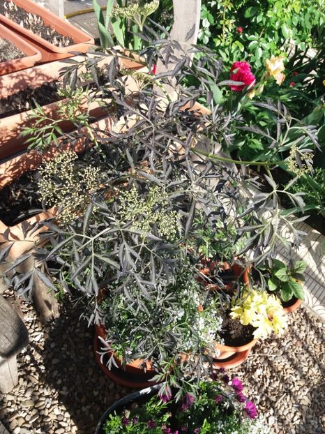  - 2018 plantele mele
