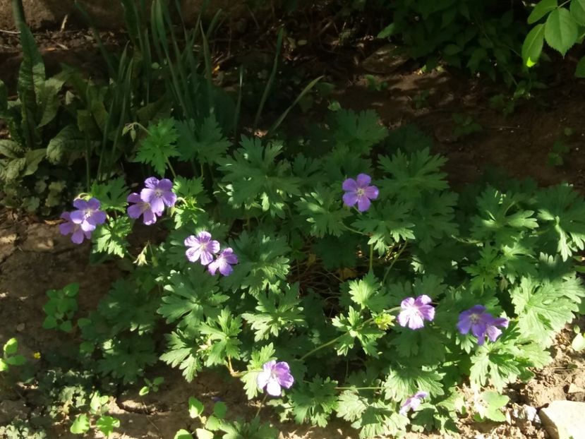  - 2018 plantele mele