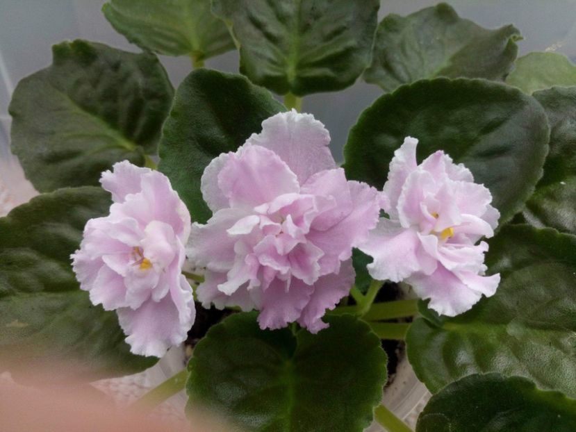 10 mai - ZZ Pink Panthere -Rozovaya Pantera