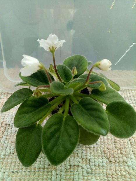 10 mai - Alans White Feather