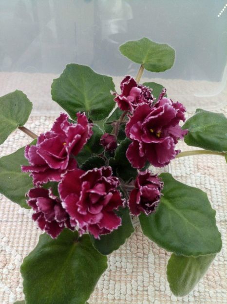 10 mai - ZZ LE Madzenta