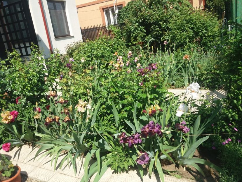  - 2018 plantele mele