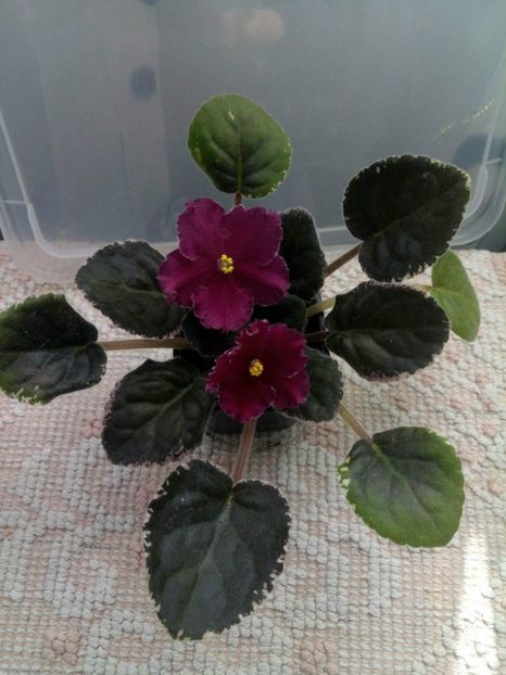 10 mai - ZZ Raspberry Rampage