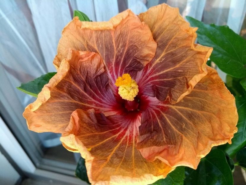 Tah. Soulmate - 0Hibiscus in colectie infloriti