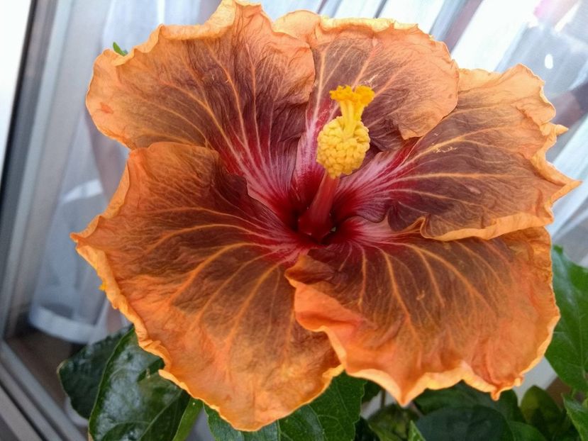 Tah. Soulmate - 0Hibiscus in colectie infloriti