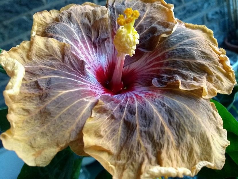 Tah. Soulmate - 0Hibiscus in colectie infloriti
