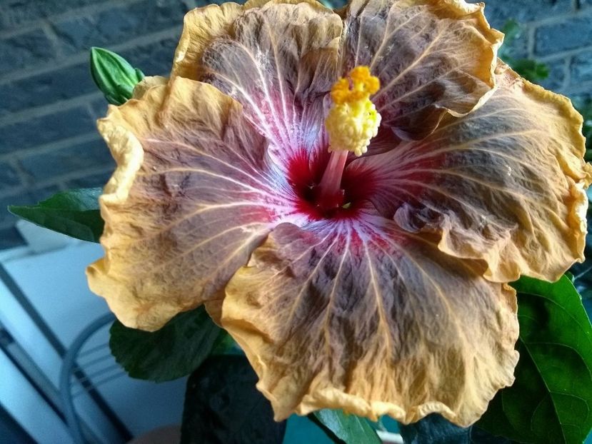 Tah. Soulmate - 0Hibiscus in colectie infloriti
