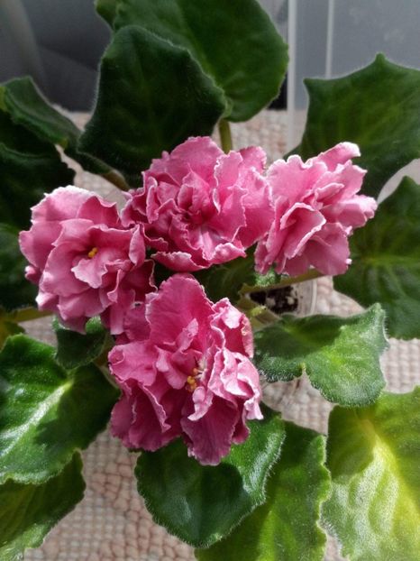 10 mai (30) - ZZ RS Bog Solnca -RS Sun God