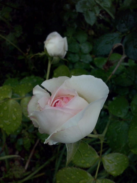 CAM00678 - Trandafiri 2018