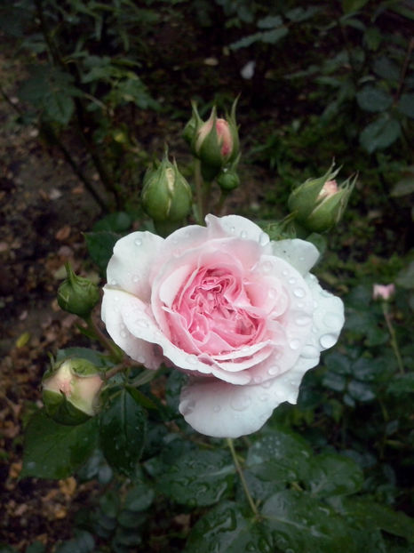 CAM00682 - Trandafiri 2018