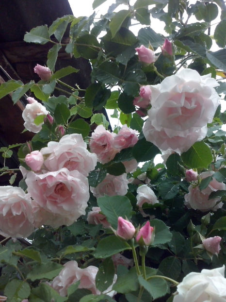 CAM00684 - Trandafiri 2018