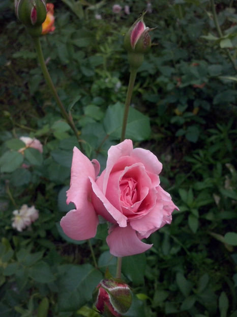 CAM00698 - Trandafiri 2018