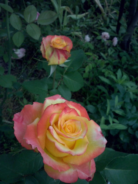 CAM00701 - Trandafiri 2018