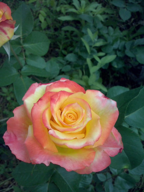 CAM00702 - Trandafiri 2018