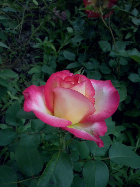 CAM00705 - Trandafiri 2018