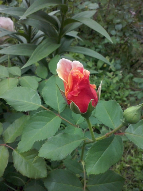 CAM00711 - Trandafiri 2018