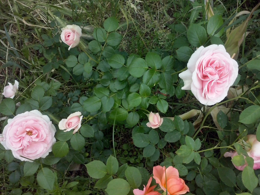 CAM00715 - Trandafiri 2018