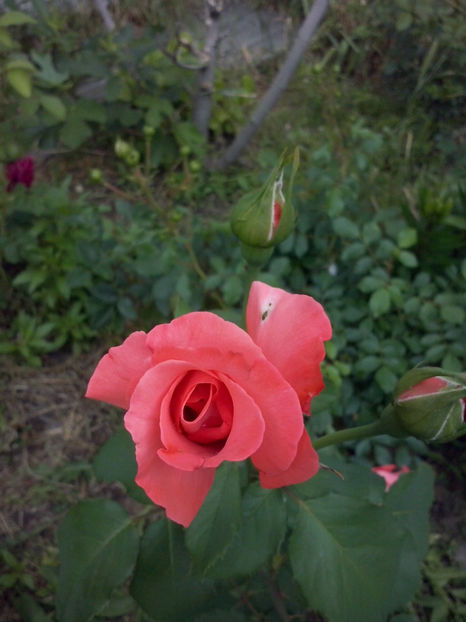 CAM00716 - Trandafiri 2018