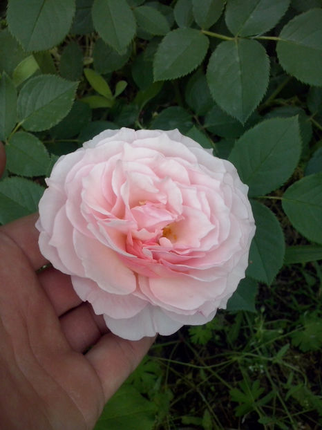 CAM00718 - Trandafiri 2018