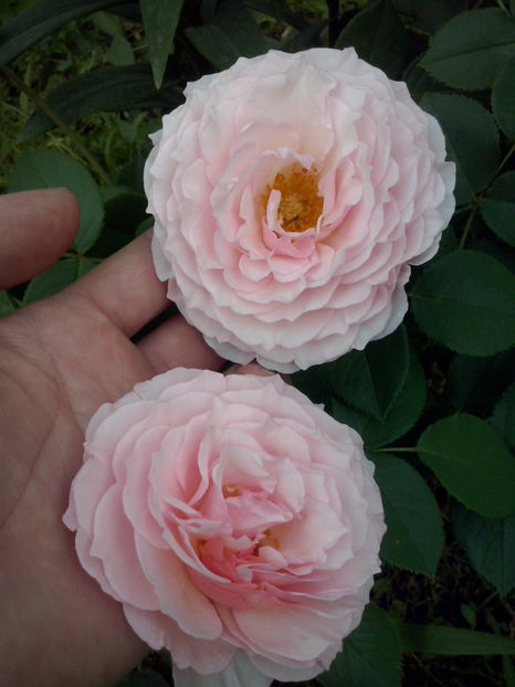 CAM00720 - Trandafiri 2018