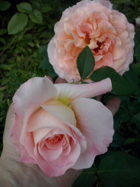 CAM00723 - Trandafiri 2018