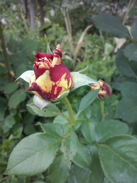 CAM00730 - Trandafiri 2018